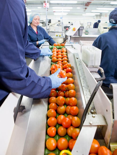 people-at-a-factory-sorting-fresh-tomato